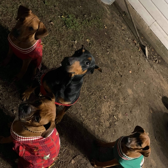 Meet your Posher, Rose - Picture 3 of 6